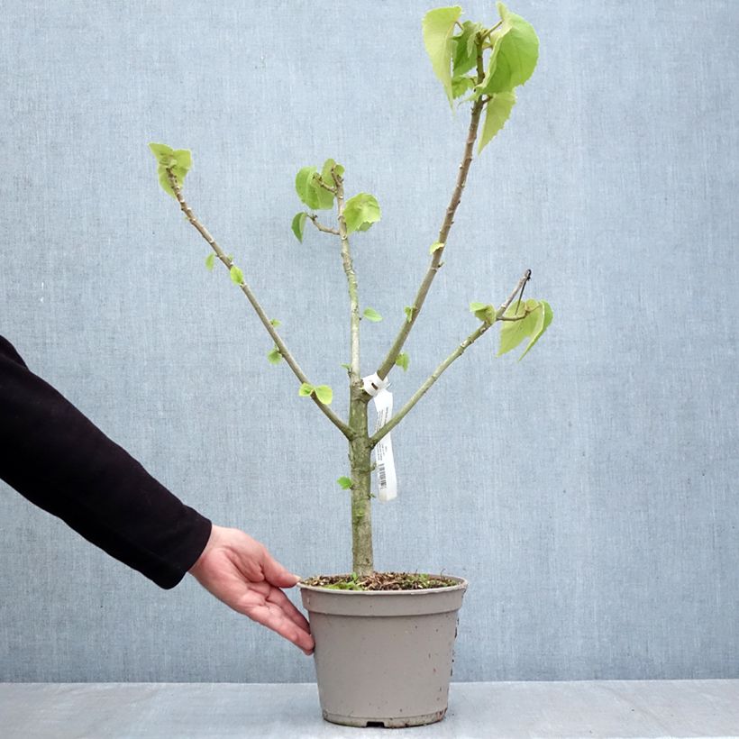 Ejemplar de Entelea arborescens Maceta 4L/5L entregado en otoño