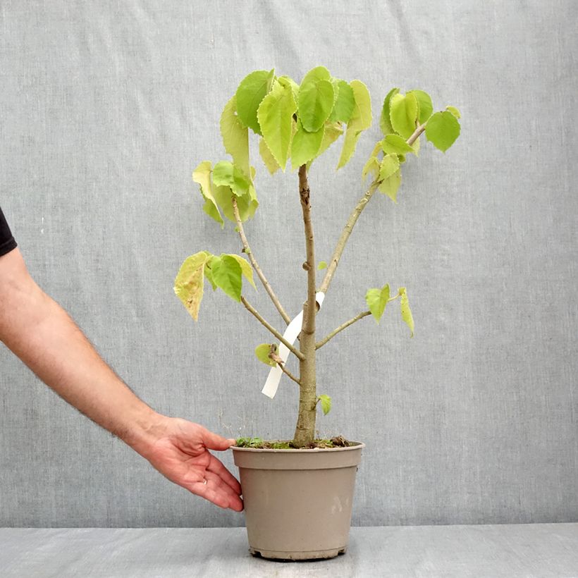 Ejemplar de Entelea arborescens Maceta 4L/5L entregado en verano