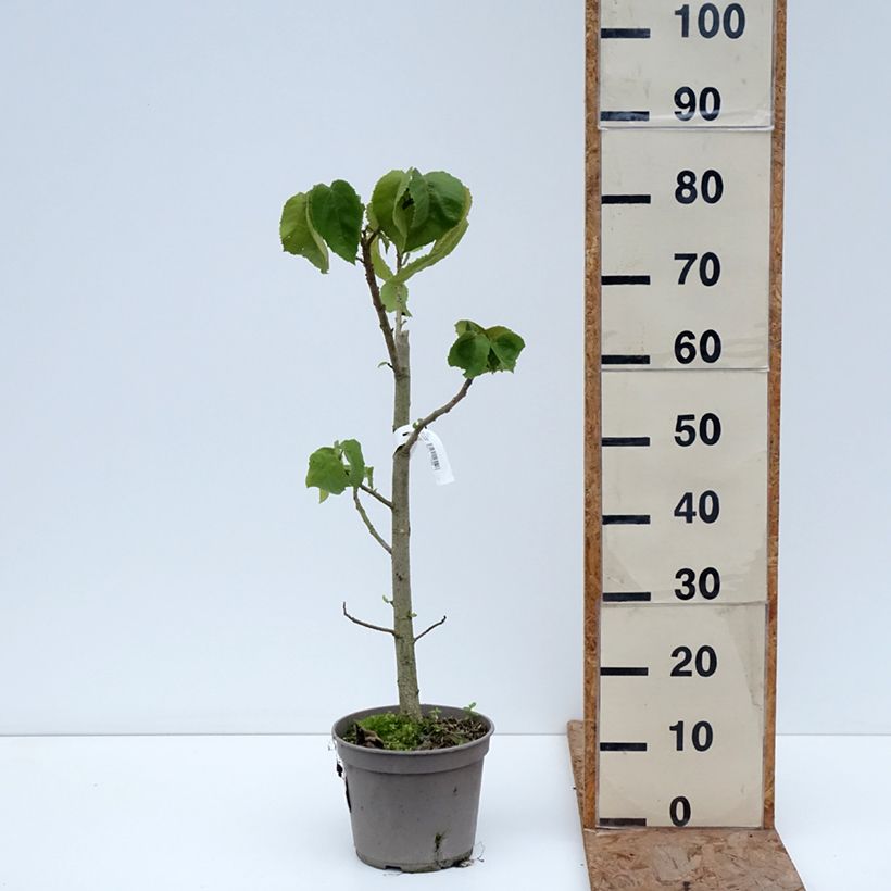 Entelea arborescens Maceta 4L/5L Ejemplar entregado en invierno