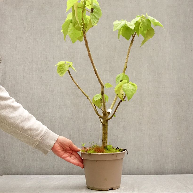 Entelea arborescens Maceta 4L/5L Ejemplar entregado en la primavera