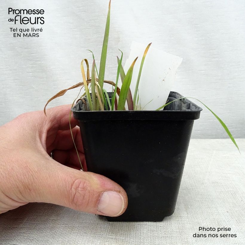 Tradescantia andersoniana Angelic Charm Maceta de 8/9 cm Ejemplar entregado en la primavera