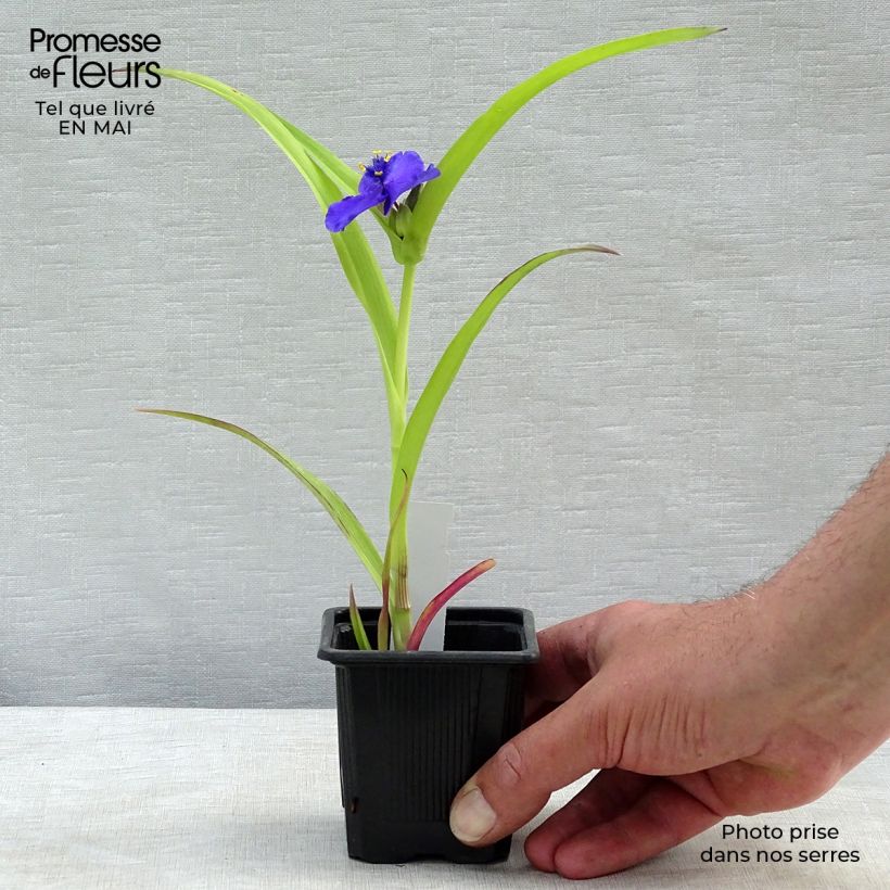 Tradescantia andersoniana Sweet Kate Maceta de 8/9 cm Ejemplar entregado en la primavera