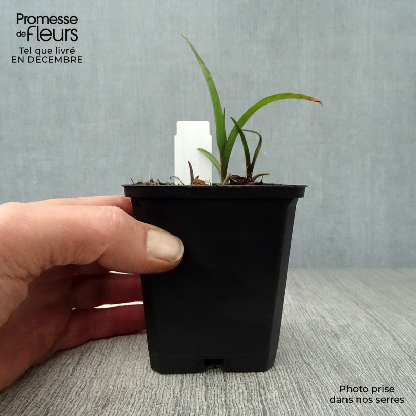 Tradescantia andersoniana Sweet Kate Maceta de 8/9 cm Ejemplar entregado en invierno