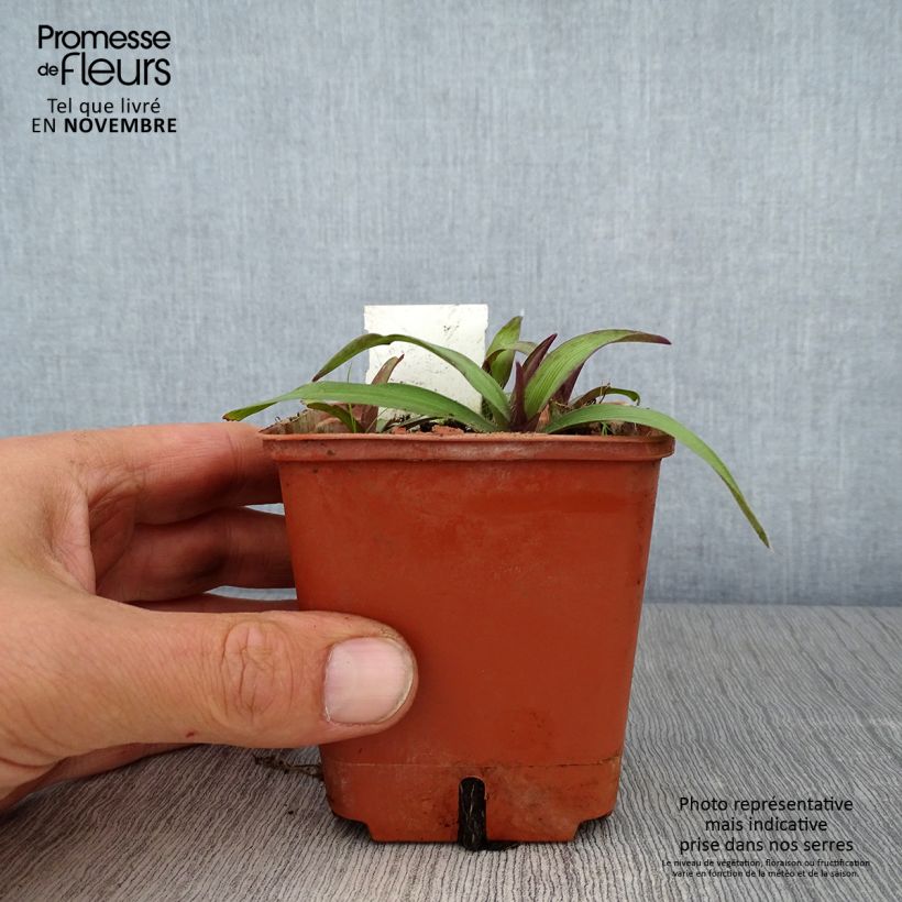 Ejemplar de Tradescantia andersoniana Angelic Charm Maceta de 8/9 cm entregado en otoño