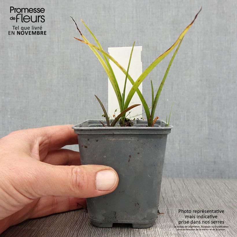 Ejemplar de Tradescantia andersoniana Blue and Gold Maceta de 8/9 cm entregado en otoño