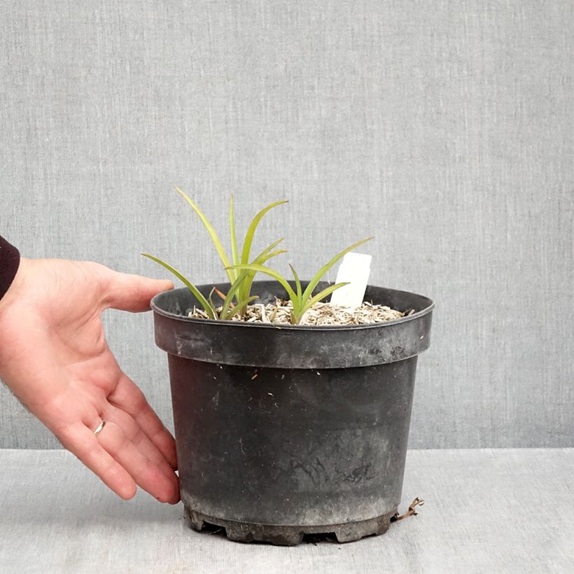 Ejemplar de Tradescantia andersoniana Blue and Gold Maceta 2L/3L entregado en otoño