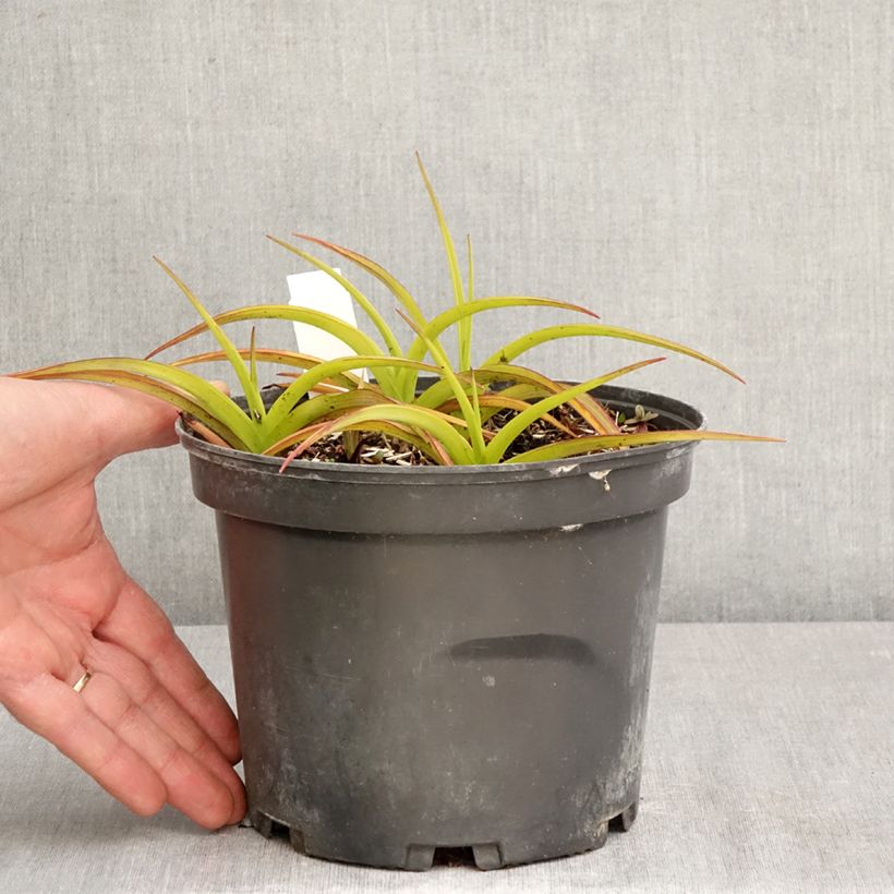 Tradescantia andersoniana Blue and Gold Maceta 2L/3L Ejemplar entregado en la primavera
