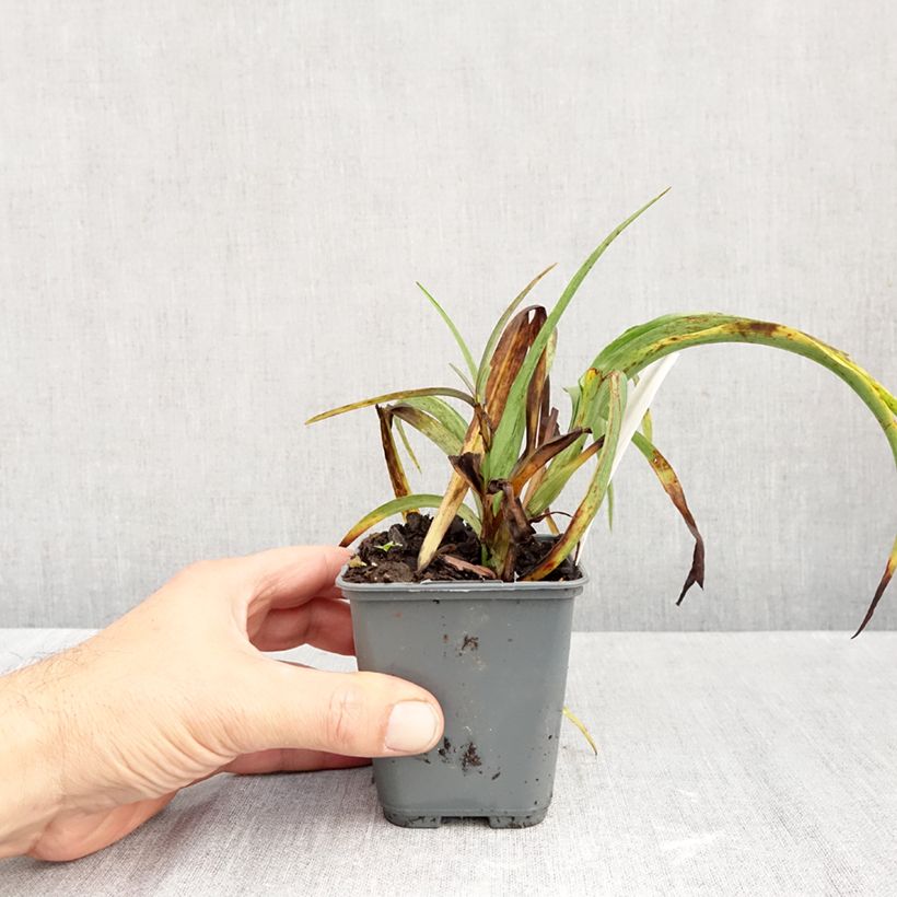 Ejemplar de Tradescantia andersoniana JC Weguelin Maceta de 8/9 cm entregado en otoño