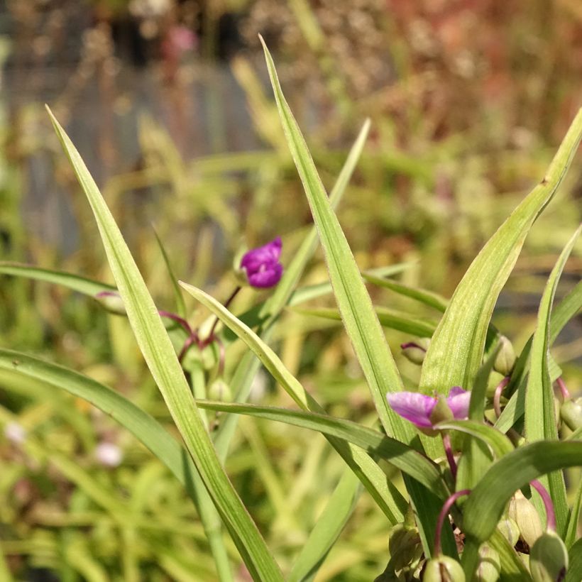 Tradescantia andersoniana Karminglut (Follaje)