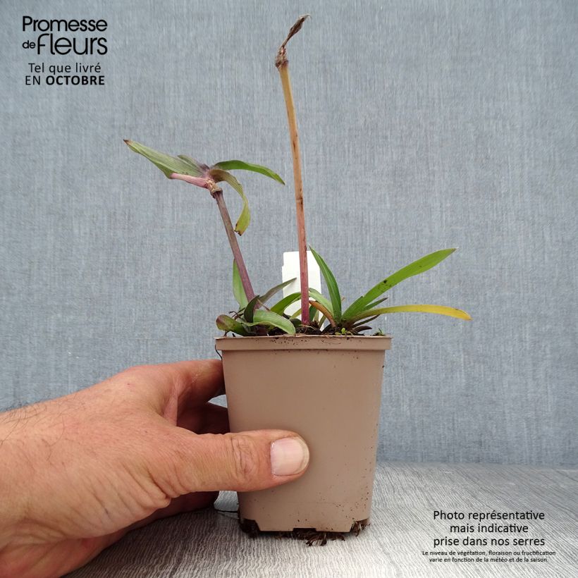 Ejemplar de Tradescantia andersoniana Karminglut Maceta de 8/9 cm entregado en otoño