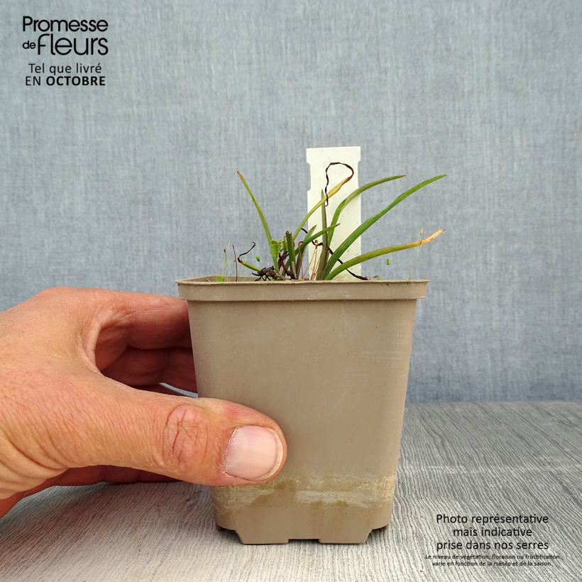 Ejemplar de Tradescantia andersoniana Little Doll Maceta de 8/9 cm entregado en otoño