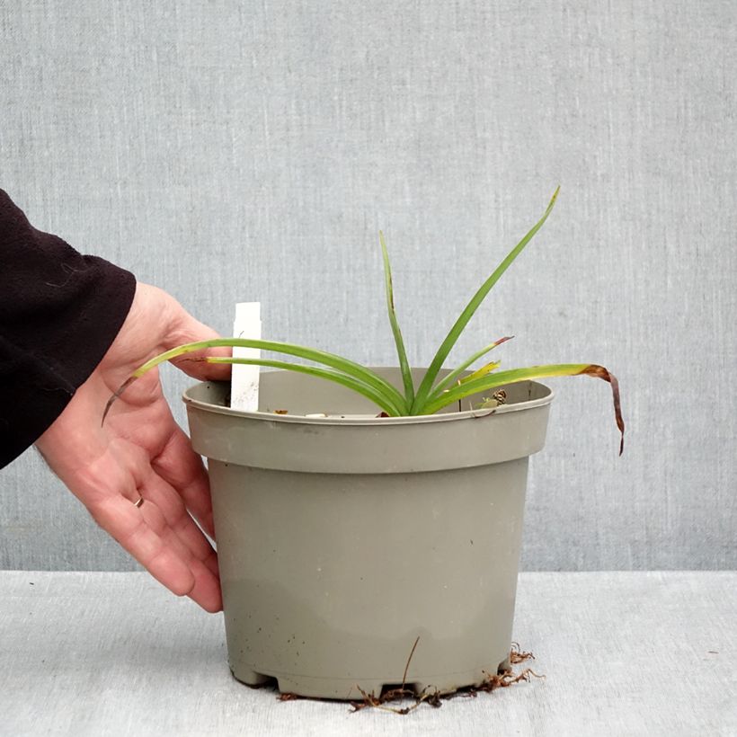 Ejemplar de Tradescantia andersoniana Ocean Blue Maceta 2L/3L entregado en otoño