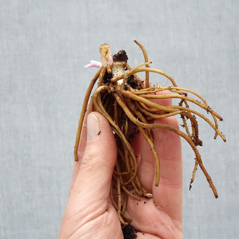 Tradescantia andersoniana Osprey Raíces desnudas Ejemplar entregado en invierno