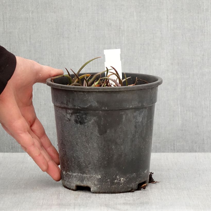 Tradescantia andersoniana Pink Chablis Maceta 2L/3L Ejemplar entregado en la primavera