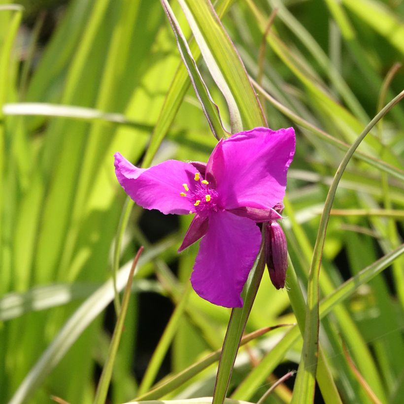 Tradescantia andersoniana Red Grape (Floración)