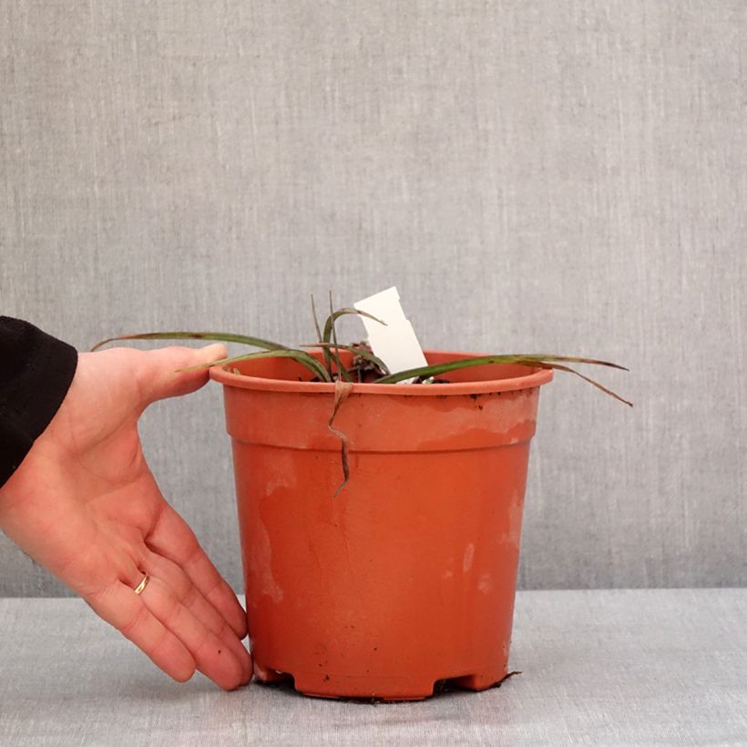 Tradescantia andersoniana Concord Grape Maceta 2L/3L Ejemplar entregado en invierno