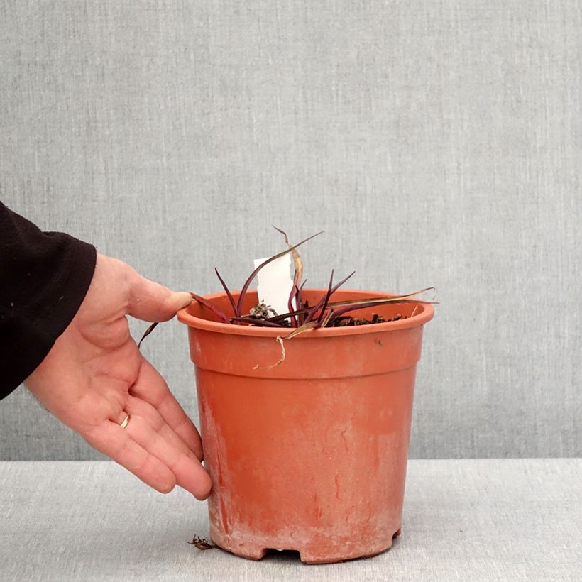 Tradescantia andersoniana Concord Grape Maceta 2L/3L Ejemplar entregado en la primavera