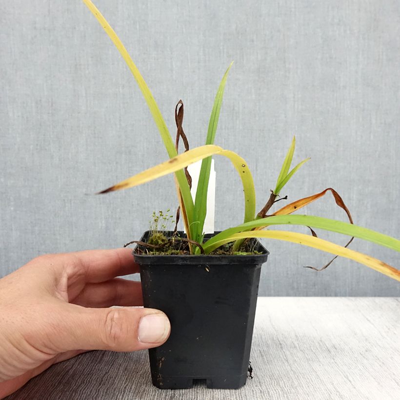 Ejemplar de Tradescantia andersoniana Innocence Maceta de 8/9 cm entregado en otoño