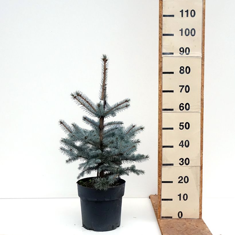 Ejemplar de Picea pungens Edith - Pícea de Colorado Pieza entregado en otoño