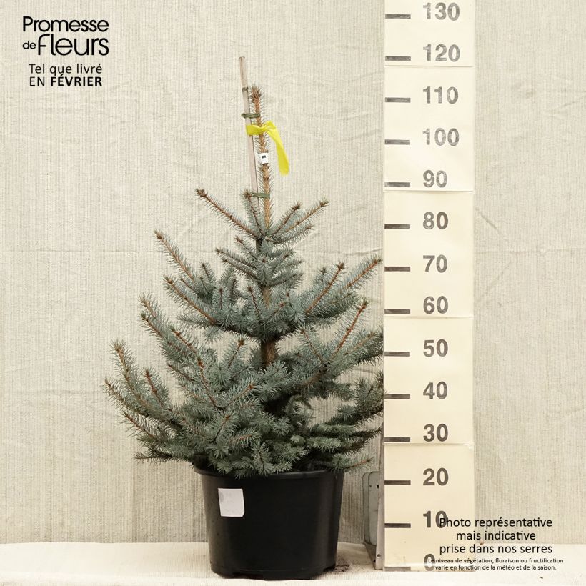 Picea pungens Edith - Pícea de Colorado Pieza Ejemplar entregado en invierno