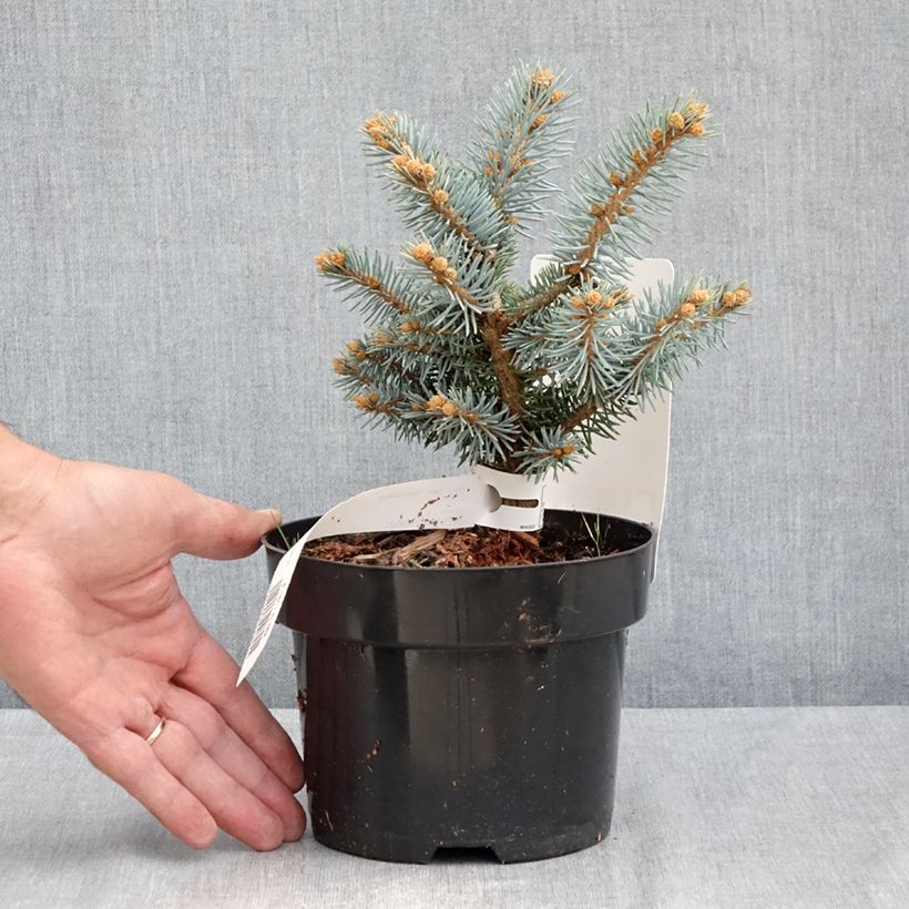 Ejemplar de Picea pungens Glauca Globosa - Pícea de Colorado Maceta 2L/3L entregado en verano