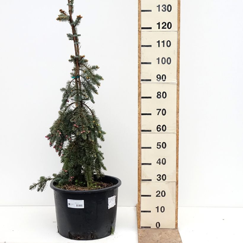 Picea pungens Glauca Pendula - Pícea de Colorado Maceta 30L/35L Ejemplar entregado en la primavera