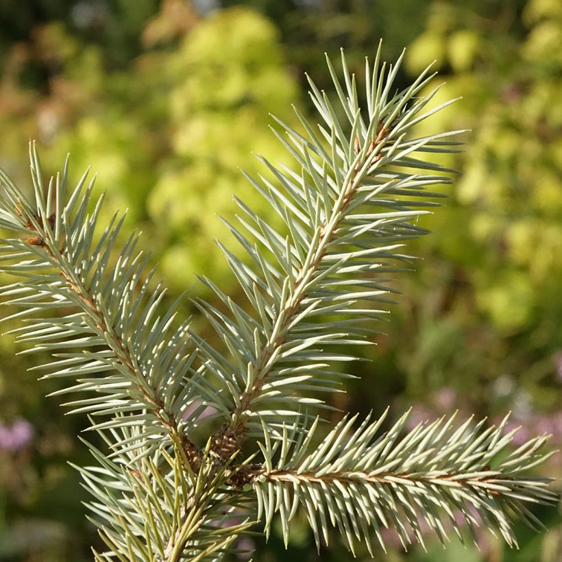 Picea pungens Karpaten - Pícea de Colorado (Follaje)