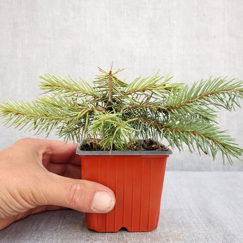 Ejemplar de Picea pungens Karpaten - Pícea de Colorado Maceta de 8/9 cm entregado en verano