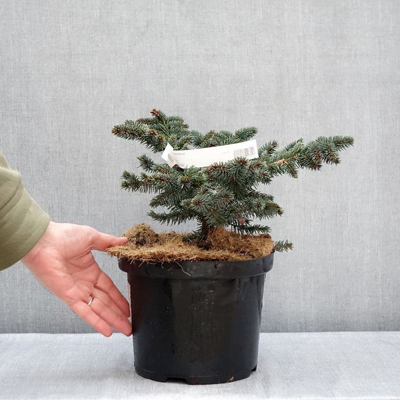 Picea pungens Waldbrunn - Pícea de Colorado Maceta 4L/5L Ejemplar entregado en invierno