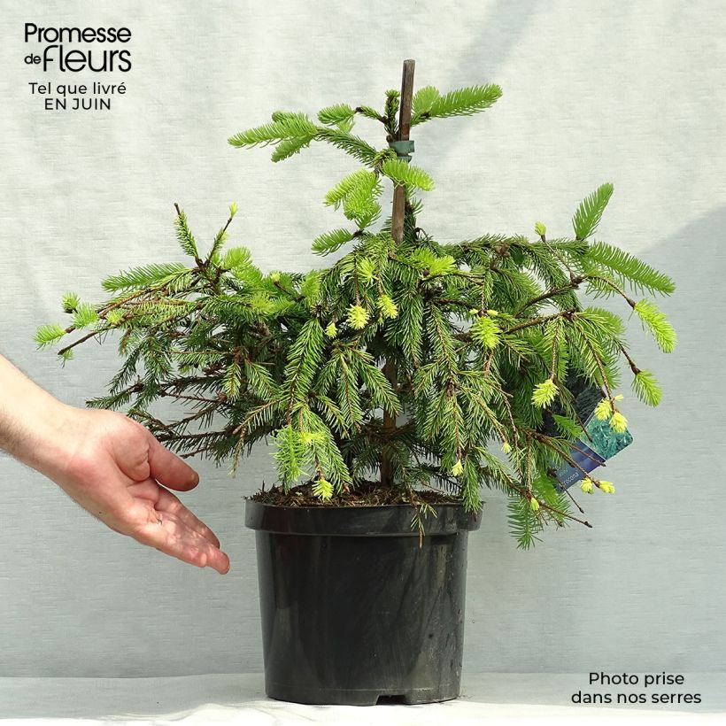 Ejemplar de Picea abies Acrocona - Pícea común Maceta 3L/4L entregado en verano