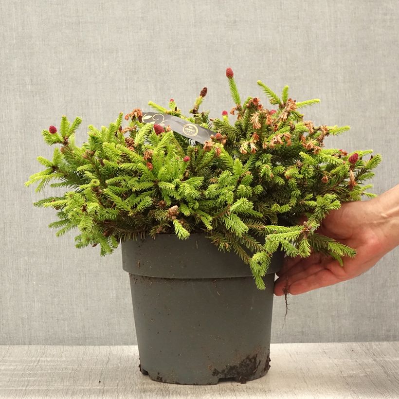 Picea abies Pusch - Pícea común Pieza Ejemplar entregado en la primavera