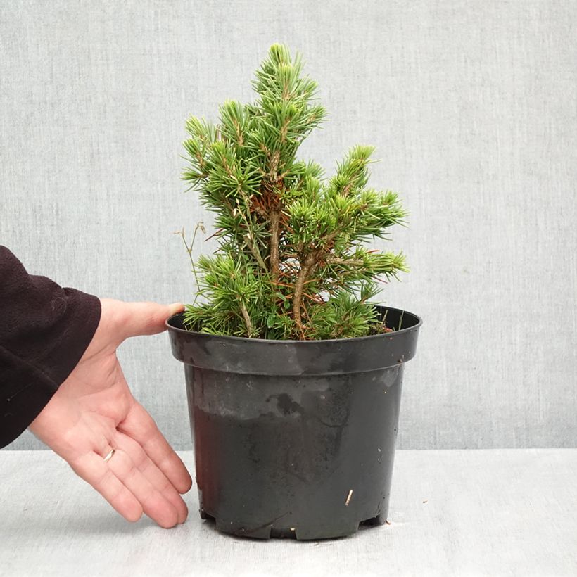 Ejemplar de Picea abies Tompa - Pícea común Maceta 3L/4L entregado en otoño