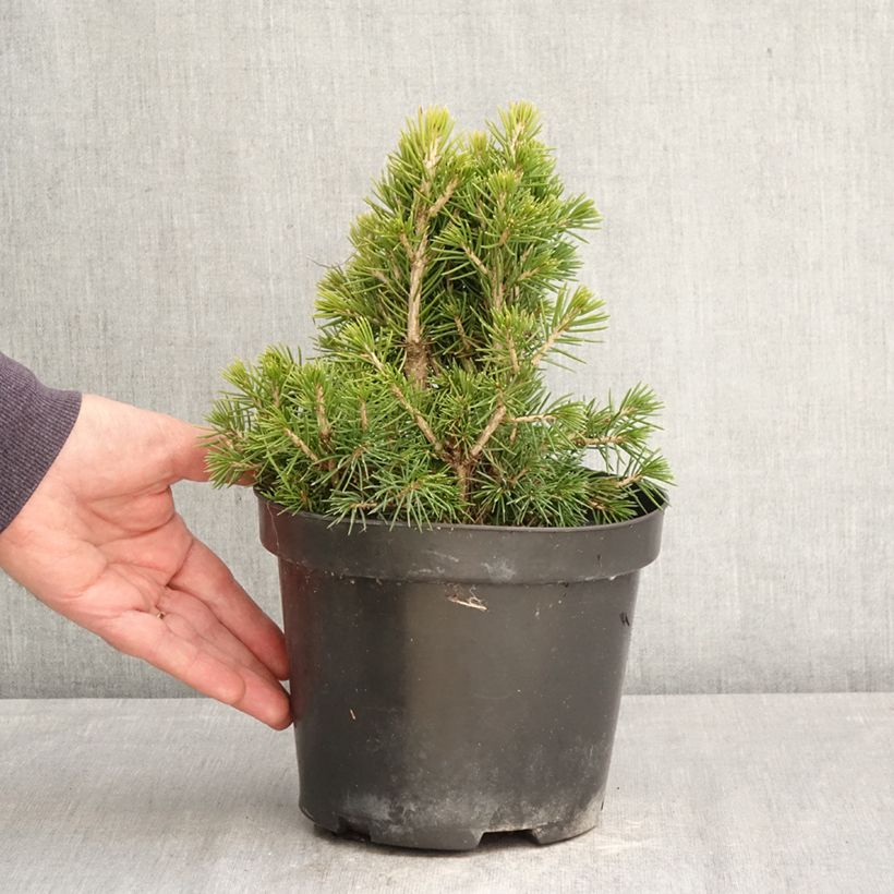 Picea abies Tompa - Pícea común Maceta 3L/4L Ejemplar entregado en la primavera