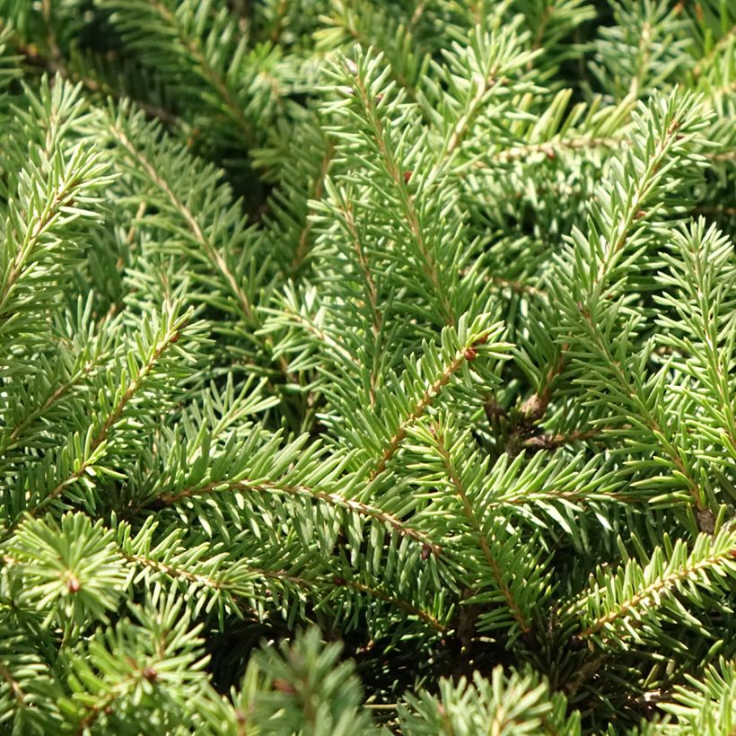 Picea abies Zagwiżdże - Pícea común (Follaje)