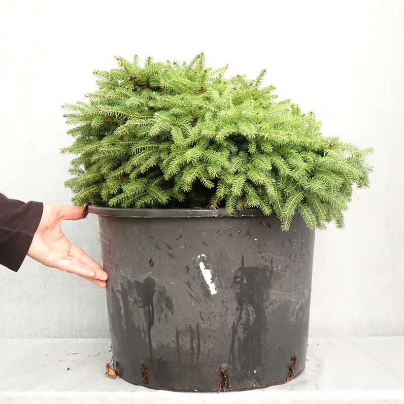 Ejemplar de Picea abies Zagwiżdże - Pícea común Maceta 30L/35L entregado en otoño