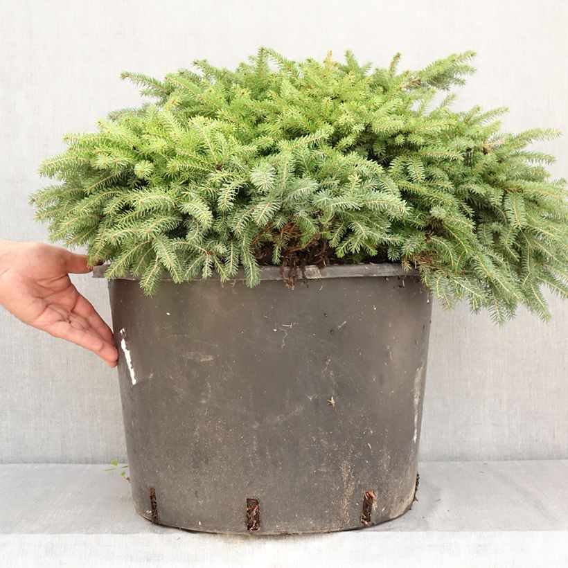 Ejemplar de Picea abies Zagwiżdże - Pícea común Maceta 30L/35L entregado en verano