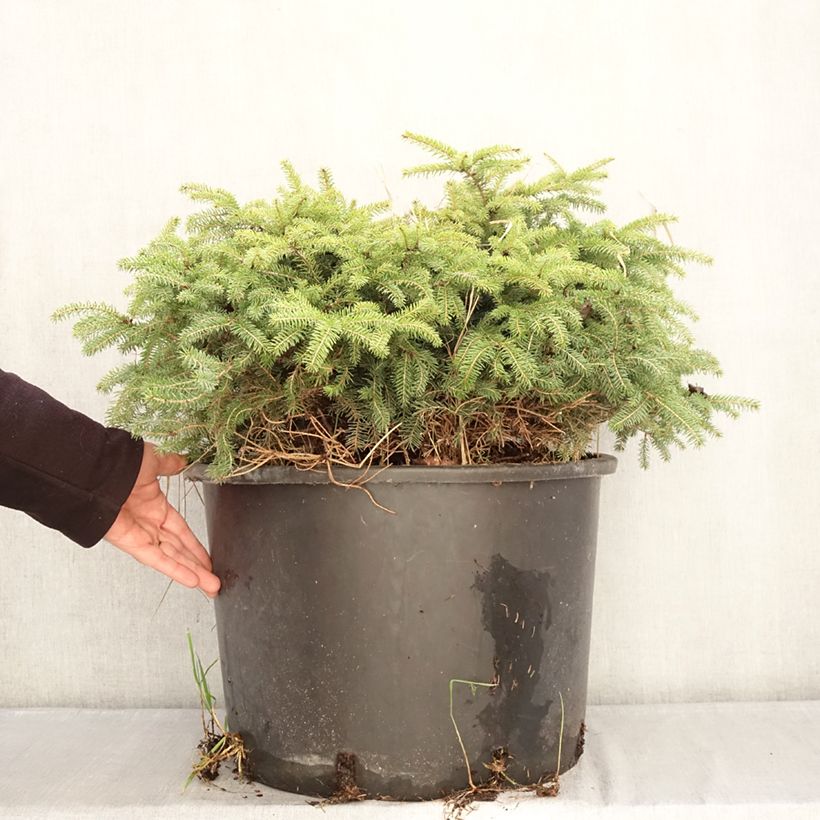 Picea abies Zagwiżdże - Pícea común Maceta 30L/35L Ejemplar entregado en invierno