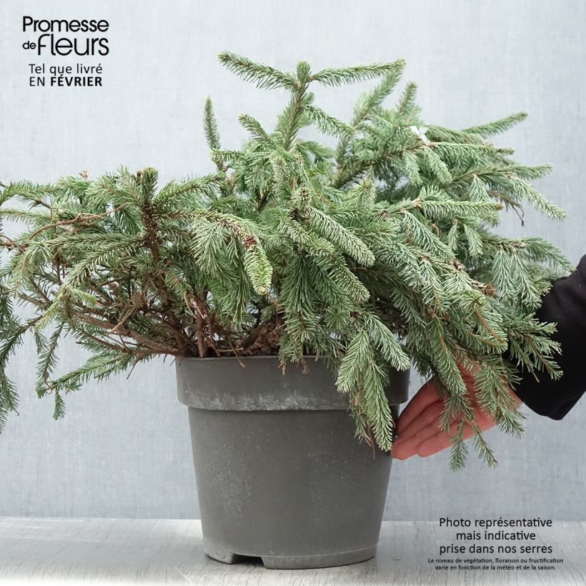 Picea abies Acrocona - Pícea común Maceta 3L/4L Ejemplar entregado en invierno