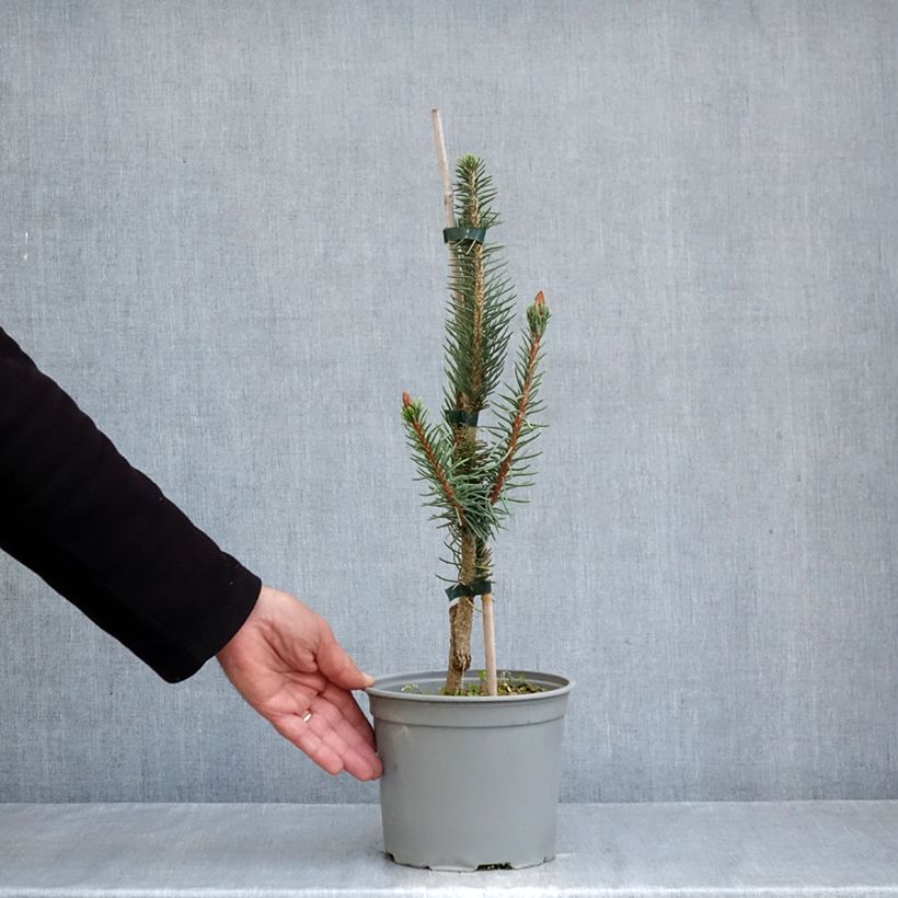 Ejemplar de Picea abies Cranstonii - Pícea común Maceta 3L/4L entregado en otoño