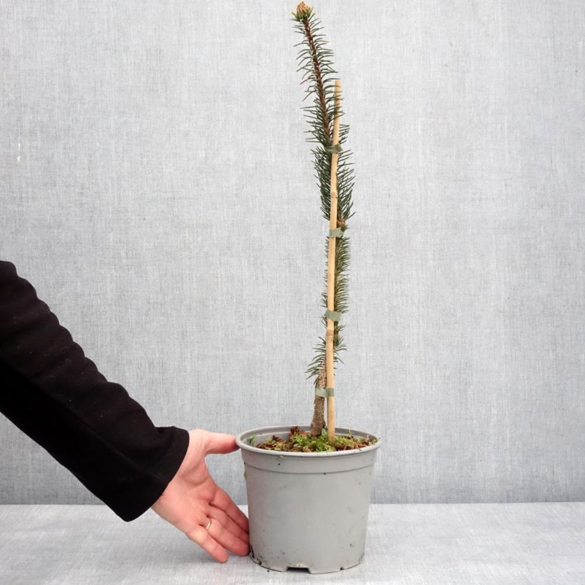 Picea abies Cranstonii - Pícea común Maceta 3L/4L Ejemplar entregado en invierno