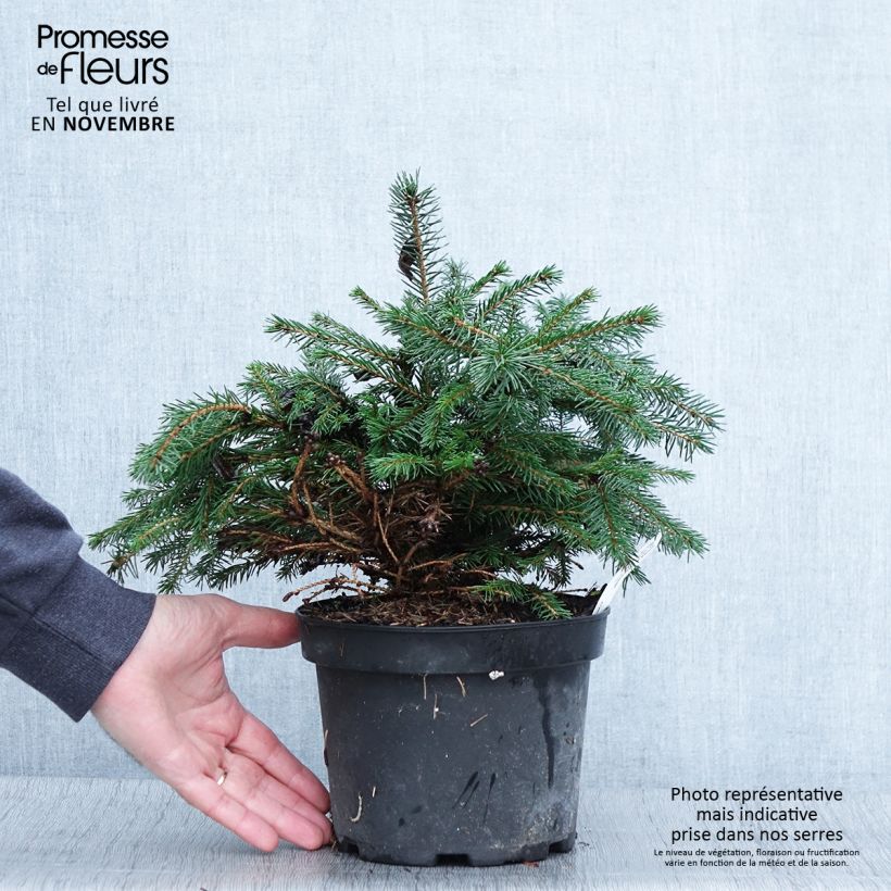 Ejemplar de Picea abies Maxwellii - Pícea común Maceta 2L/3L entregado en otoño