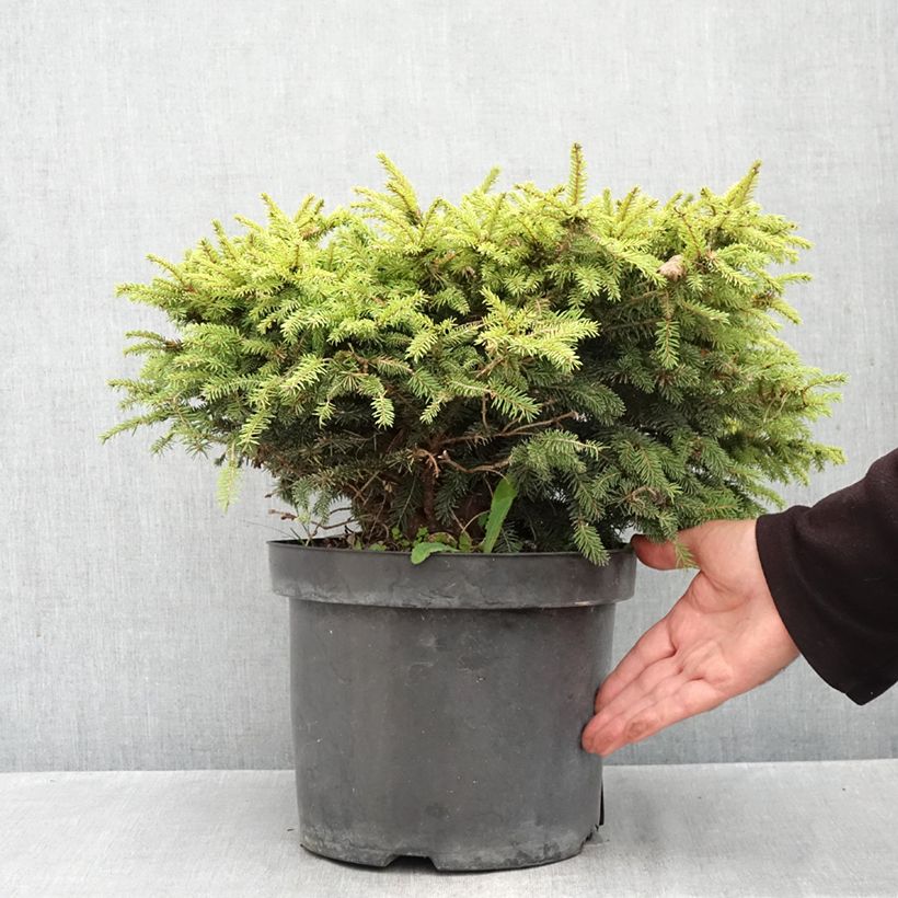 Ejemplar de Picea abies Nidiformis - Pícea común Maceta 7,5L/10L entregado en otoño