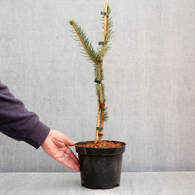 Ejemplar de Picea abies Virgata - Pícea común Maceta 3L/4L entregado en otoño