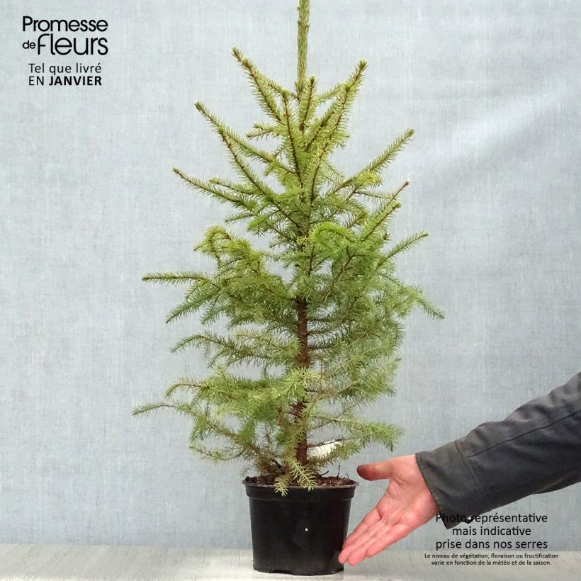 Picea omorika Nana - Pícea de Serbia Maceta 2L/3L Ejemplar entregado en invierno