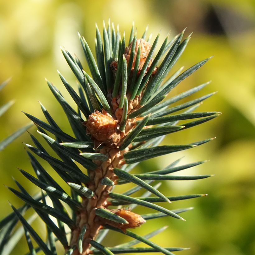 Picea chihuahuana (Follaje)