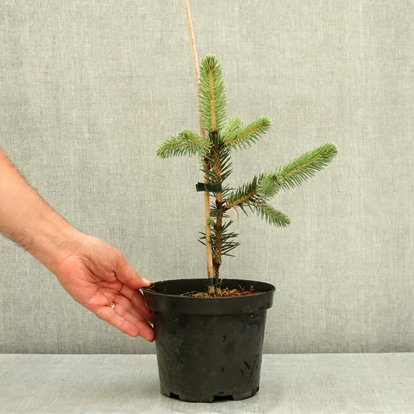 Ejemplar de Picea chihuahuana Maceta 3L/4L entregado en verano