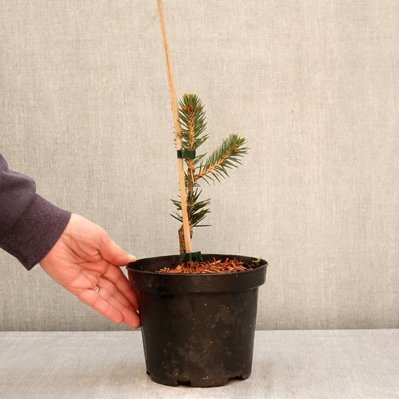 Picea chihuahuana Maceta 3L/4L Ejemplar entregado en la primavera