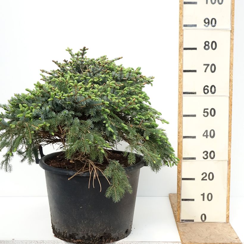 Picea omorika Alexandra - Pícea de Serbia Maceta 30L/35L Ejemplar entregado en la primavera