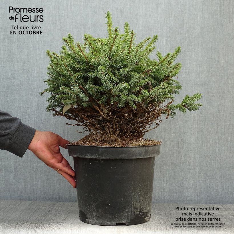 Ejemplar de Picea omorika Nana - Pícea de Serbia Maceta 7,5L/10L entregado en otoño
