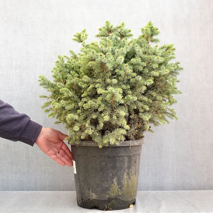 Ejemplar de Picea sitchensis Tenas - Pícea de Sitka Pieza entregado en otoño